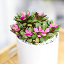 4 inch anacampseros telephiastrum f. variegatum live succulent for sale, variegated specimen with vibrant multicolor foliage in pink green and cream, low-growing rosette that trails beautifully over container edges, summer blooming with pink afternoo