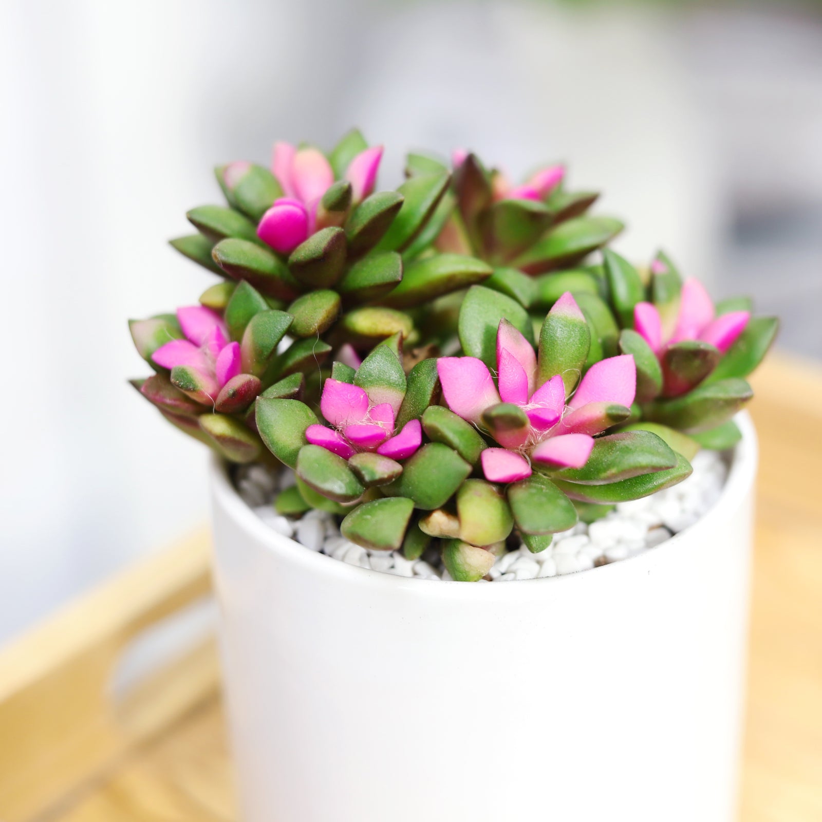 buy anacampseros telephiastrum f. variegatum live succulent 2 inch online, vivid hot pink and apple green variegated rosette, thick fleshy leaves with white axillary filaments, slow-growing compact clustering form, drought tolerant and pet safe, perf
