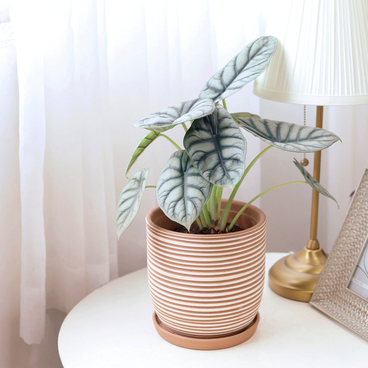 buy alocasia silver dragon live plant 4" pot online, silvery heart-shaped dragon-scale leaves, dark emerald green veins, compact upright growth form, high humidity tropical aroid, bold architectural accent for shelves or desks, unique collector's gift for plant enthusiasts