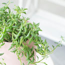 4 inch string of dolphins senecio peregrinus succulent live succulent for sale, lush trailing stems with plump dolphin-form leaves in custom pot, sought-after rare hybrid succulent, blue-green dusty foliage with whimsical form