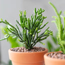 4 inch dancing bones hatiora salicornioides cactus live cactus for sale in clay pot, club-shaped segmented stems cascading gracefully in all directions, lush forest green tropical epiphytic cactus form, vivid orange-yellow bell blooms in late winter to early spring, pet safe non-toxic and easy to propagate by stem cuttings, a natural earthy statement plant for shelves and baskets, a treasured one-of-a-kind plant gift