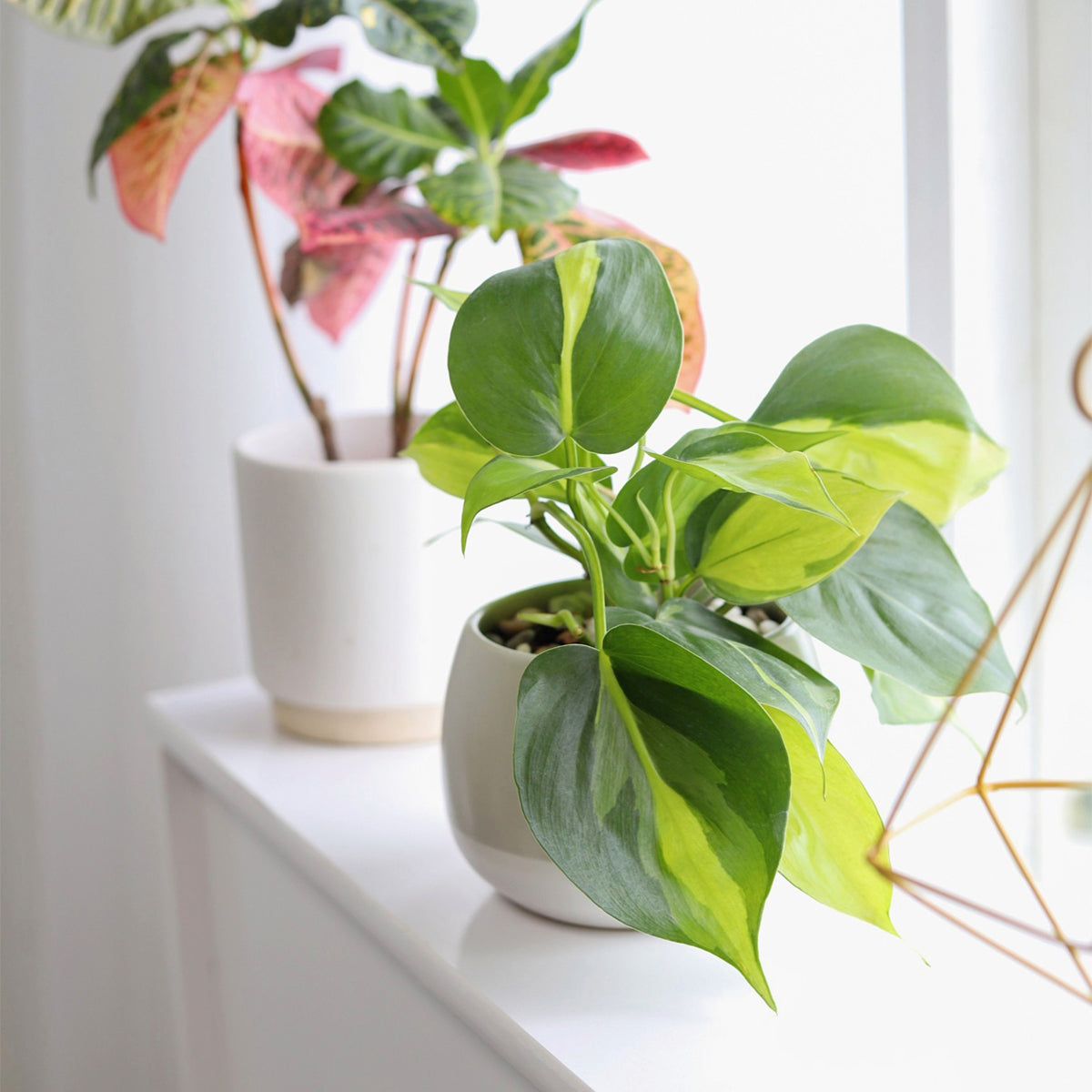 Philodendron Cordatum Brasil, philodendron cordatum heartleaf, Philodendron Cordatum Brasil for sale, best place to buy house plants online