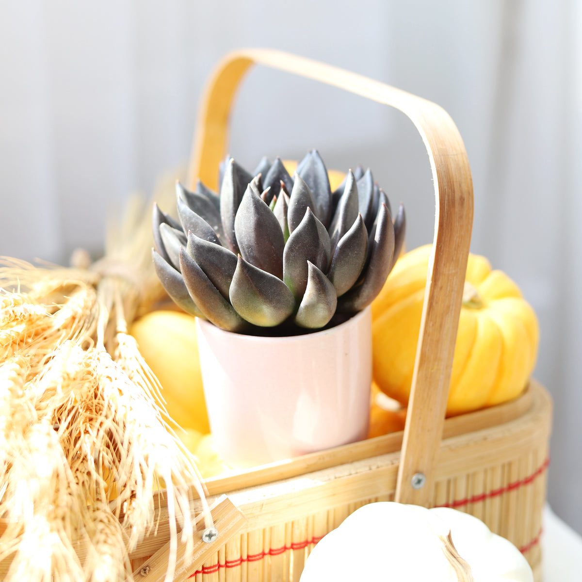 buy echeveria affinis black knight live succulent 2 inch online, near-black pointed fleshy leaves with farina coating, tight upright rosette form, deep purple-black dramatic foliage, drought tolerant low maintenance care, architectural desk accent, perfect succulent gift for plant lovers