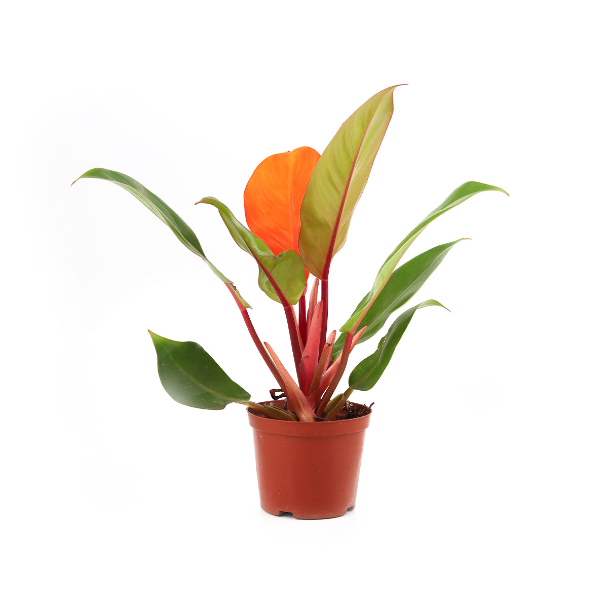 buy philodendron cherry red live houseplant 4 inch grower pot online, continuous foliage color cycle from flaming red to rich forest green, self-contained non-climbing form, broad ovate leaf silhouette with glossy finish, adaptable to average household humidity, striking tropical focal point for shelves or side tables, a standout gift for collectors and beginners alike