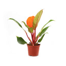 4 inch philodendron cherry red live houseplant for sale in grower pot, brilliant cherry red new foliage maturing to deep glossy green in a tidy compact form, upright bushy non-vining growth style, rich textured tropical leaves, air purifying and low maintenance indoor plant, colorful bohemian or modern decor accent, an unforgettable gift for plant collectors and beginners