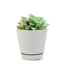 4 inch haworthia cuspidata succulent live succulent for sale, dense rosette of thick green leaves with pointed translucent tips, clumping offsetting growth habit, drought tolerant succulent requiring minimal watering, pet-safe and non-toxic for homes with children and animals, architectural focal point for modern boho or minimalist decor, makes a beautiful meaningful gift for any celebration