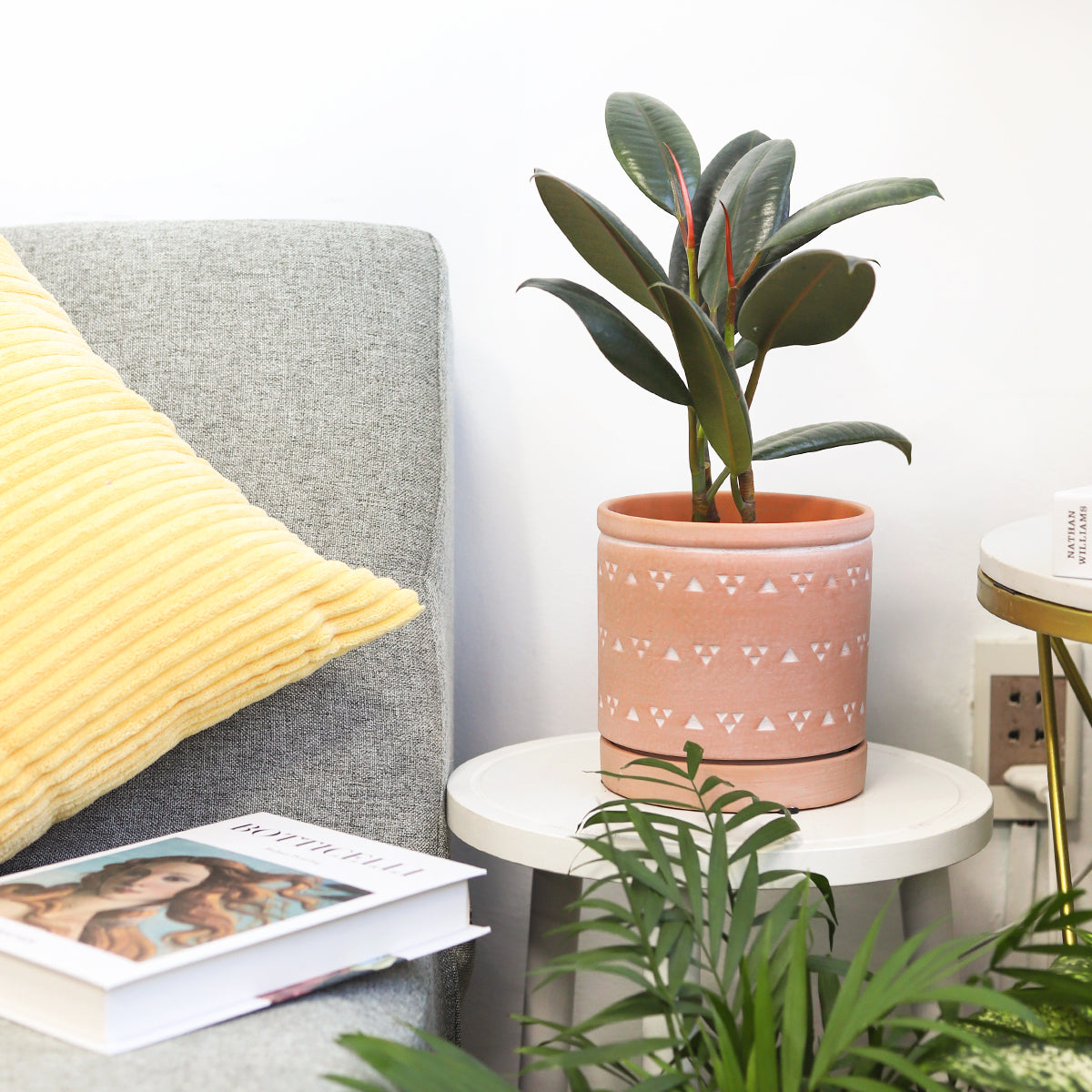 buy ficus elastica 'burgundy' - burgundy rubber plant live houseplant 3" pot online, deep burgundy to near-black glossy ovate leaves, upright tree-like growth form, compact starter size, easy care tropical foliage, bold architectural accent for modern living rooms, a stunning and thoughtful gift for plant lovers