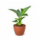 6" pot philodendron 'congo green' live air plant for sale, dark green shiny foliage with thick waxy texture, self-heading compact tropical form, tolerates average indoor humidity, grows as impressive floor or shelf statement plant, refined tropical elegance for modern or eclectic interiors, a treasured gift for plant collectors and beginners alike
