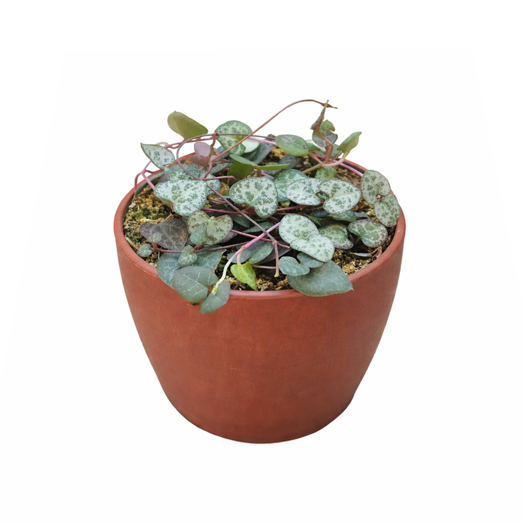 buy string of hearts ceropegia woodii live succulent 3" pot online, delicate heart-shaped fleshy leaves on trailing stringy stems with rosary bead tubers, thrives in bright indirect light near a window, charming small-scale bohemian decor plant, affordable and meaningful gift
