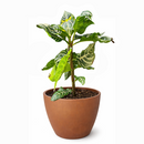 Aphelandra Zebra Plant, Aphelandra squarrosa, Zebra Plant, Snow White Plant, Saffron Spike Zebra, unusual houseplant, colorful foliage houseplant, exotic houseplant, Flowering Houseplants