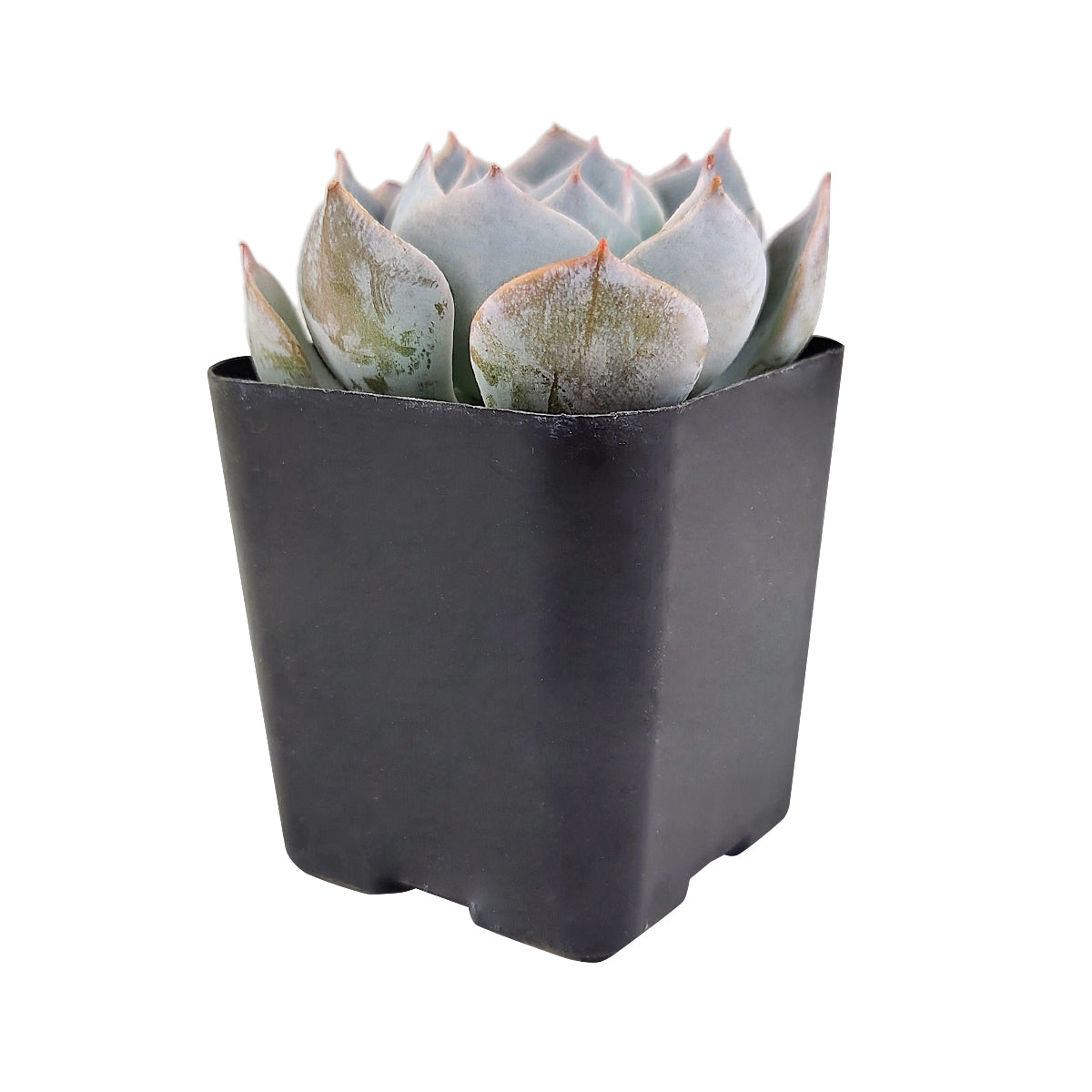 4 inch echeveria simulans f/ rayones live succulent for sale, soft pastel blue rosette with subtle pink leaf tips, smooth farina-dusted foliage, dense symmetrical growth habit, slow-growing and easy care succulent, stunning tabletop centerpiece