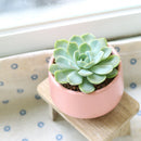Buy Echeveria Elegans 'Mexican Snowball' 4 inch online. Echeveria Elegans 'Mexican Snowball' is a graceful succulent featuring large blue-green rosettes with a smooth, symmetrical appearance. It thrives in bright light and well-draining soil while requiring minimal watering. This easy-care plant is an excellent addition to indoor succulent collections and sunny spaces.