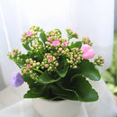 buy kalanchoe blossfeldiana 'calandiva pink' live succulent grower pot online, dense double pink blooms with rose-form petals, waxy dark green fleshy leaves with scalloped edges, upright bushy drought tolerant succulent, bright indirect light easy ca