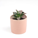 4 inch echeveria licorice live succulent for sale, rich dark purple to near-black dramatic foliage, thick smooth succulent leaves in circular rosette pattern, produces orange-red spring blooms attracting hummingbirds, easy care and long-lived