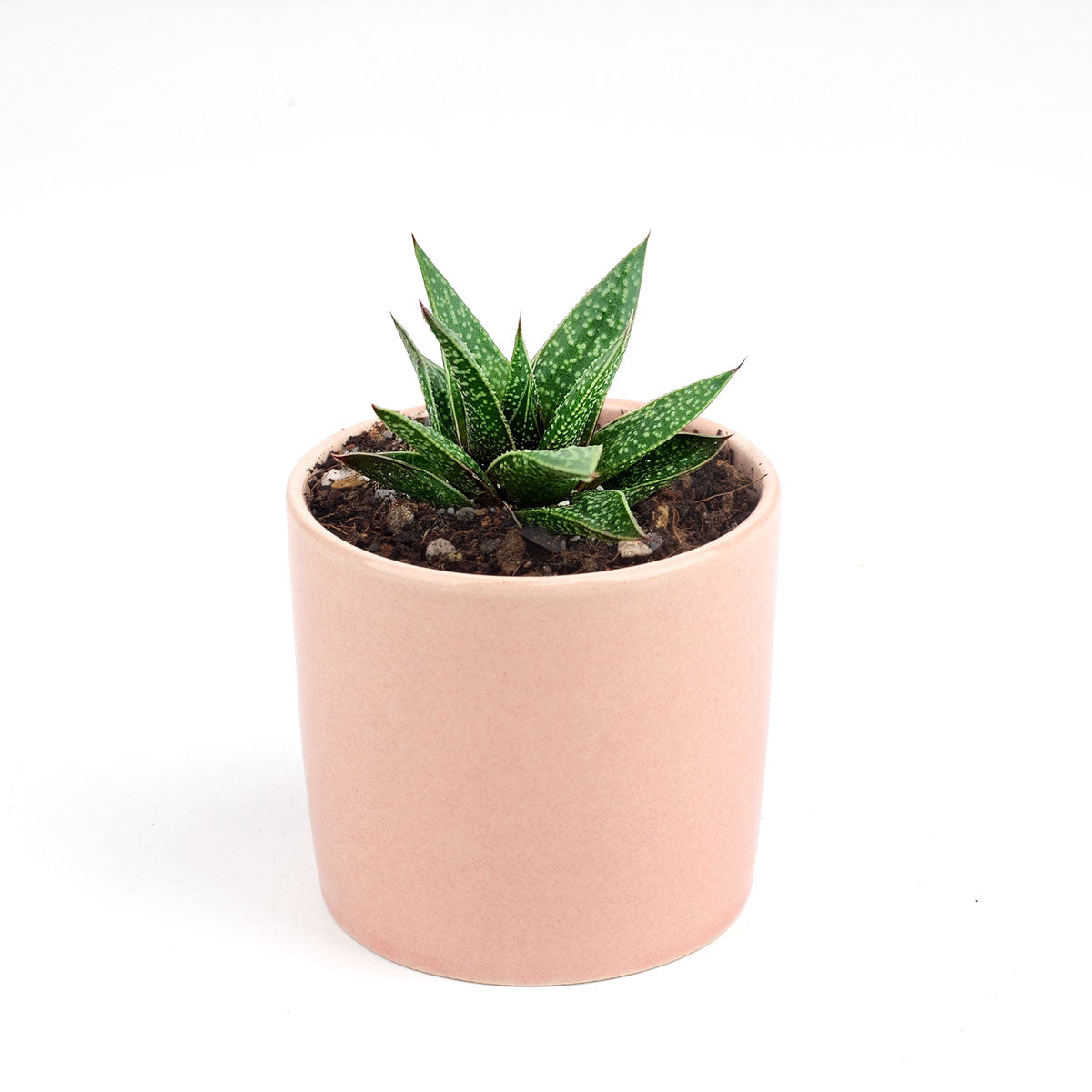 2 inch gasteria flow spiky aloe live succulent for sale, white-spotted dark green triangular rosette, firm fleshy leaf texture, non-trailing compact growth habit, tolerates dry air easy care, contemporary shelf or desk accent, thoughtful pet-friendly plant gift in bamboo pot