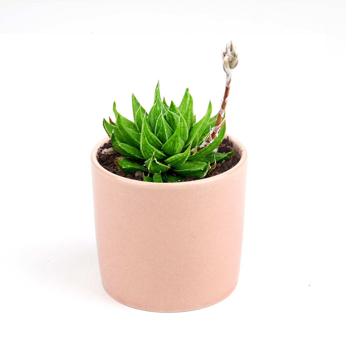 4 inch haworthia marumiana var. batesiana succulent live succulent for sale, architectural dwarf clumping succulent with striking reticulate leaf patterning in bright and deep green tones, smooth-edged fleshy leaves tipped with white spines, drought tolerant and hardy for indoor spaces, refined white modern pot or bamboo pot display for shelves or desks, rare south africa collector find and perfect plant enthusiast gift