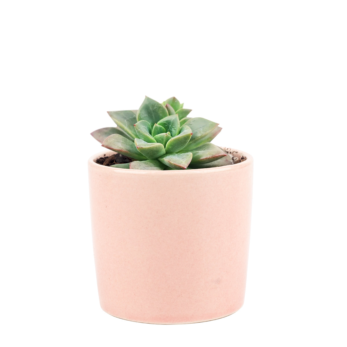 4 inch echeveria compressicaulis live succulent for sale, bamboo pot sustainable natural finish, deep red to brownish-green color-changing thick leaves, architectural upright rosette growth unlike typical echeveria, slow-growing rare venezuelan species, bright direct light lover, stunning mixed succulent arrangement centerpiece, premium rare succulent gift for collectors