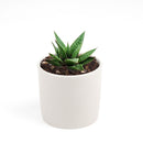 buy gasteria flow spiky aloe live succulent 4" pot online, sturdy rosette with toothed spiky leaf edges and white dot patterning, dark green foliage with architectural appeal, offset-producing clumping habit, drought tolerant and pet friendly, beautiful nature-inspired indoor decor piece, ideal succulent gift for beginners or collectors