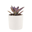 Buy 2" Graptoveria 'Fred Ives' online. This stunning succulent forms large rosettes with thick, fleshy leaves in beautiful shades of bronze, lavender, and pink that become more vibrant in bright light. It thrives in bright, indirect light with well-draining soil and occasional watering. A striking addition to succulent collections, sunny windowsills, or modern home décor.