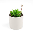 4 inch haworthia marumiana var. batesiana succulent live succulent for sale, architectural dwarf clumping succulent with striking reticulate leaf patterning in bright and deep green tones, smooth-edged fleshy leaves tipped with white spines, drought tolerant and hardy for indoor spaces, refined white modern pot or bamboo pot display for shelves or desks, rare south africa collector find and perfect plant enthusiast gift