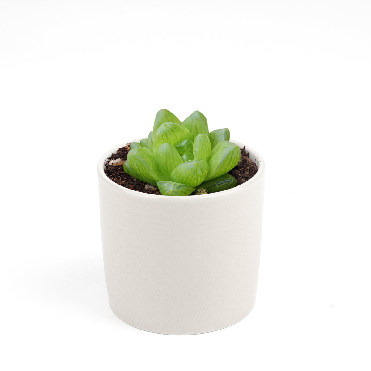 buy haworthia cymbiformis var. obtusa live succulent 2 inch online, bright translucent-tipped rosette succulent with boat-shaped leaf form in plastic pot, clustering habit produces pups for easy propagation, vivid green leaf color with semi-transparent windowed apex, adapts well to office light and dry indoor air conditions, a sleek sculptural plant for terrariums, desks, and windowsill arrangements, a unique safe and low-effort gift for any occasion