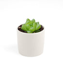 Buy 2" Haworthia cymbiformis var. obtusa online. This elegant succulent forms compact rosettes of thick, translucent leaves with smooth, rounded tips that give it a fresh, crystal-like appearance. It thrives in bright, indirect light with well-draining soil and occasional watering. A beautiful addition to succulent collections, office desks, or sunny windowsills.