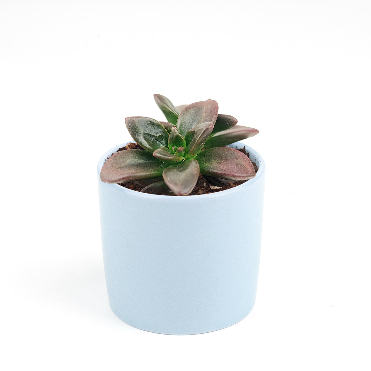 4 inch echeveria licorice live succulent for sale, deep jewel-toned purple and near-black leaf color, smooth waxy thick leaf texture, beautifully symmetrical rosette arrangement, slow grower perfect for small spaces, architectural accent for shelves