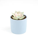 4 inch echeveria lola succulent live succulent for sale in custom pot, pastel lavender and blue-green rosette with roseate leaf margins and waxy sheen, compact slow-growing clustering form ideal for small spaces and container displays