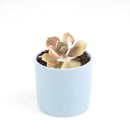 4 inch echeveria lolita live succulent for sale, vivid opalescent pink coral and frosty green coloring, broad overlapping leaves with natural wax sheen, compact clustering rosette shape ideal for containers, thrives in bright sunny spots with minimal watering, eye-catching decorative focal point for indoor spaces, gorgeous gift for plant enthusiasts and collectors