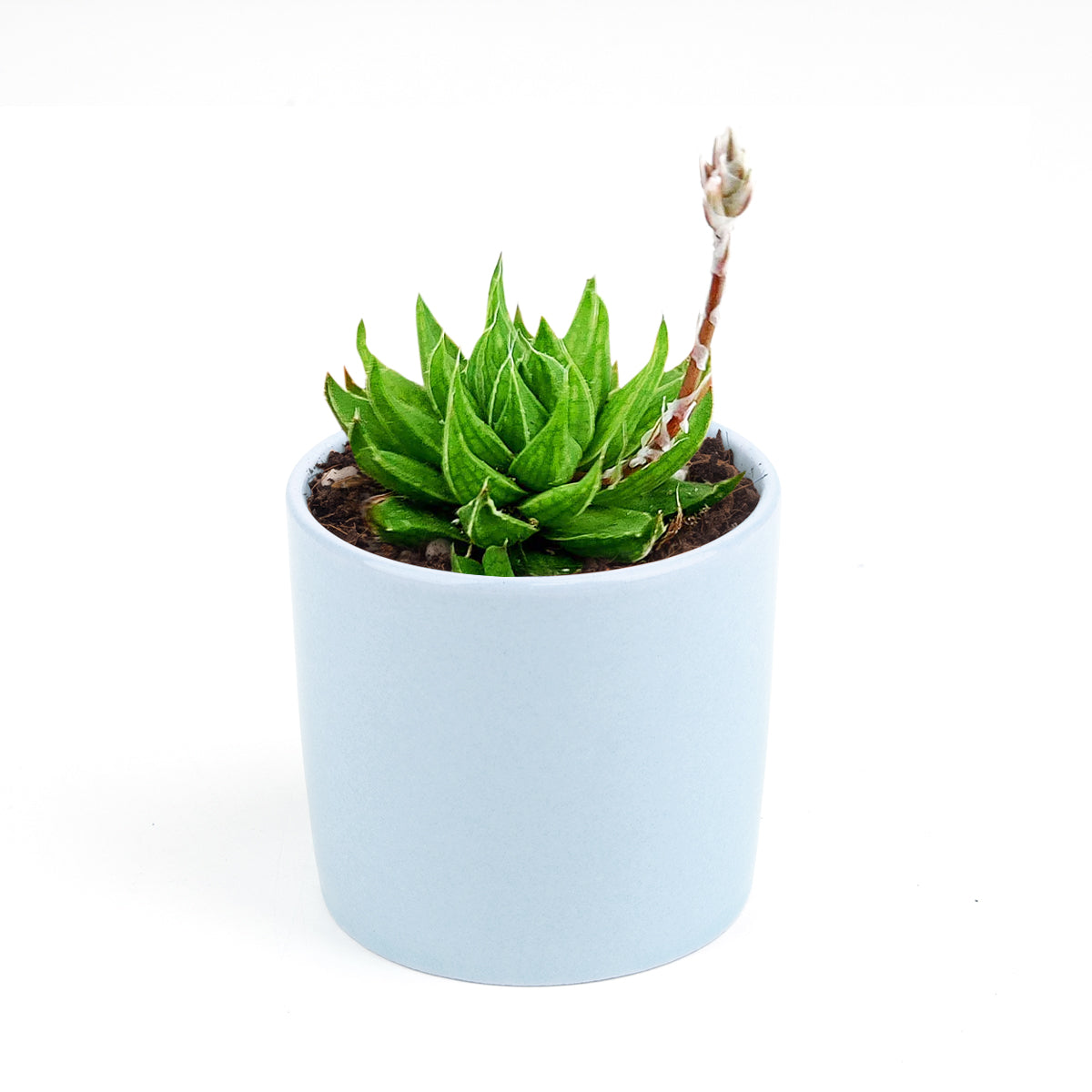 4 inch haworthia marumiana var. batesiana succulent live succulent for sale, compact south african native succulent with thick green leaves patterned in intricate white venation, rosette form stays narrow and tidy in pots, pet safe and non toxic, sophisticated desk or terrarium display in plastic pot, a rare and cherished collector plant gift for any occasion