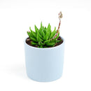4 inch haworthia marumiana var. batesiana succulent live succulent for sale, architectural dwarf clumping succulent with striking reticulate leaf patterning in bright and deep green tones, smooth-edged fleshy leaves tipped with white spines, drought tolerant and hardy for indoor spaces, refined white modern pot or bamboo pot display for shelves or desks, rare south africa collector find and perfect plant enthusiast gift