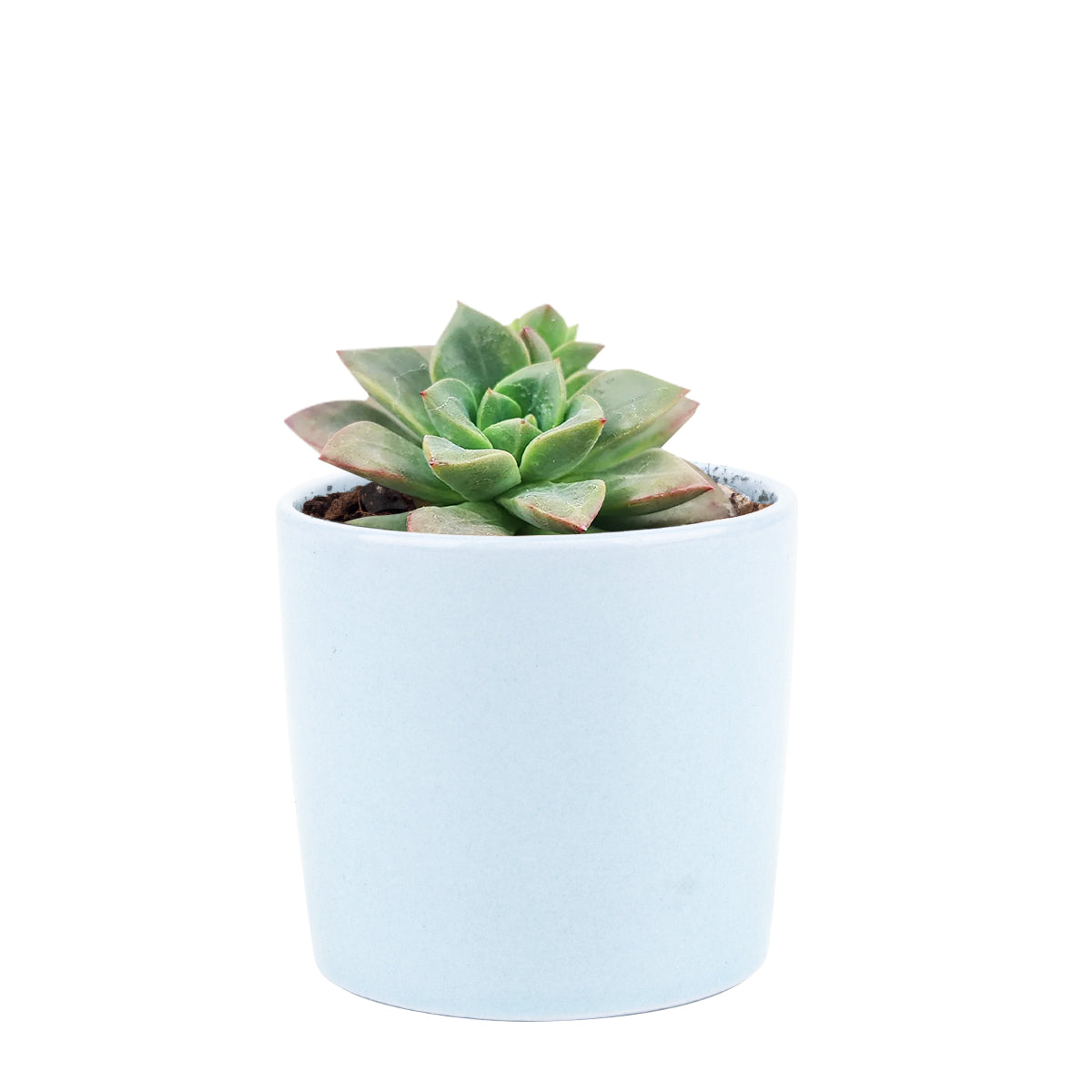 2 inch echeveria compressicaulis live succulent for sale, plastic pot rooted and ready to grow, bell-shaped orange-yellow flowers in season, thick fleshy ovate leaves with color-changing trait, compact slow-growing architectural form, pet-friendly non-toxic succulent, bright sunny windowsill display, rare flowering succulent gift
