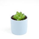 Buy 2" Haworthia cymbiformis var. obtusa online. This elegant succulent forms compact rosettes of thick, translucent leaves with smooth, rounded tips that give it a fresh, crystal-like appearance. It thrives in bright, indirect light with well-draining soil and occasional watering. A beautiful addition to succulent collections, office desks, or sunny windowsills.
