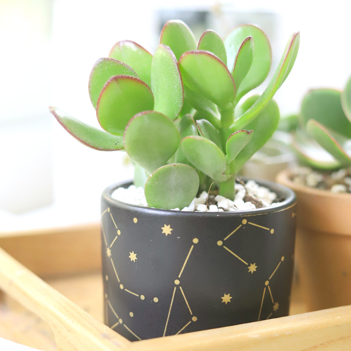 Crassula Ovata Obliqua Jade Plant for sale, How to care for Crassula Ovata Obliqua Jade Plant
