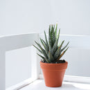 Clay Terracotta Pot 2.5"