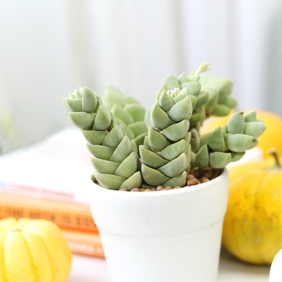 2 inch crassula moonglow succulent live succulent for sale, chubby velvet-textured gray-green leaves stacked in tight square pairs along upright stem, compact clumping growth habit in plastic pot, low-maintenance easy care succulent for bright windowsills, elegant minimalist decor accent, unique plant gift for beginners