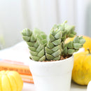 buy crassula moonglow succulent live succulent 2 inch online, dense compact columns of gray-green velvet leaves forming tight sculptural tower in clay pot, hybrid crassula with powdery silver leaf coating and apricot spring flowers, bright light lover with minimal watering needs, striking accent for shelf or windowsill display, memorable rare succulent gift for any occasion