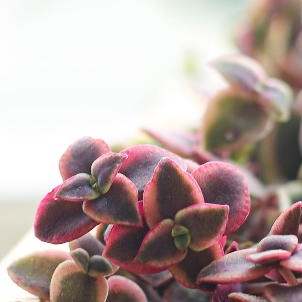 4 inch calico kitten crassula - crassula pellucida f. variegata live succulent for sale, rosy pink and creamy white variegated trailing stems, small fleshy heart-shaped leaves in layered arrangement, intensified pink hues under bright indirect light, easy care and pet safe, elegant spiller for hanging baskets or mixed succulent bowls, a beautiful gift for plant enthusiasts