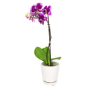 orchid plants, orchid pot, orchid, orchid flowers, orchid pots with holes, live orchid plants, phalaenopsis orchid, purple orchid flowers