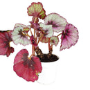 buy begonia rex live houseplant 4 inch online, large glossy leaves with bold silver and green variegation, dramatic contrast of color across each unique leaf, slow spreading rhizome growth suits small spaces and terrariums, needs consistent moisture and humidity to thrive, bohemian jungle-inspired interior accent, a meaningful and lush gift for houseplant admirers in a grower pot