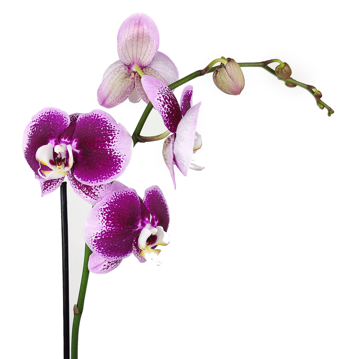 orchid plants, orchid pot, orchid, orchid flowers, orchid pots with holes, live orchid plants, phalaenopsis orchid, purple orchid flowers, long-lasting orchid plants