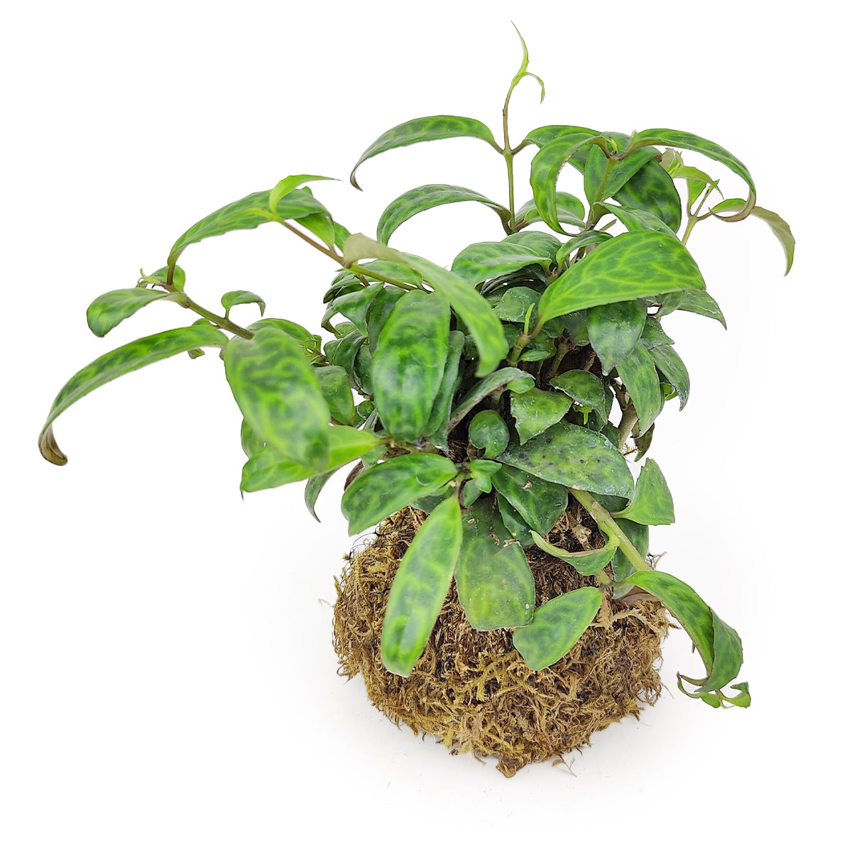 4" Kokedama