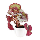 buy begonia rex live houseplant 4 inch online, large glossy leaves with bold silver and green variegation, dramatic contrast of color across each unique leaf, slow spreading rhizome growth suits small spaces and terrariums, needs consistent moisture and humidity to thrive, bohemian jungle-inspired interior accent, a meaningful and lush gift for houseplant admirers in a grower pot