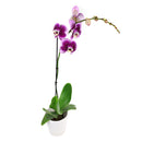 orchid plants, orchid pot, orchid, orchid flowers, orchid pots with holes, live orchid plants, phalaenopsis orchid, purple orchid flowers