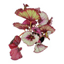 buy begonia rex live houseplant 4 inch online, large glossy leaves with bold silver and green variegation, dramatic contrast of color across each unique leaf, slow spreading rhizome growth suits small spaces and terrariums, needs consistent moisture and humidity to thrive, bohemian jungle-inspired interior accent, a meaningful and lush gift for houseplant admirers in a grower pot