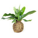 4" Kokedama