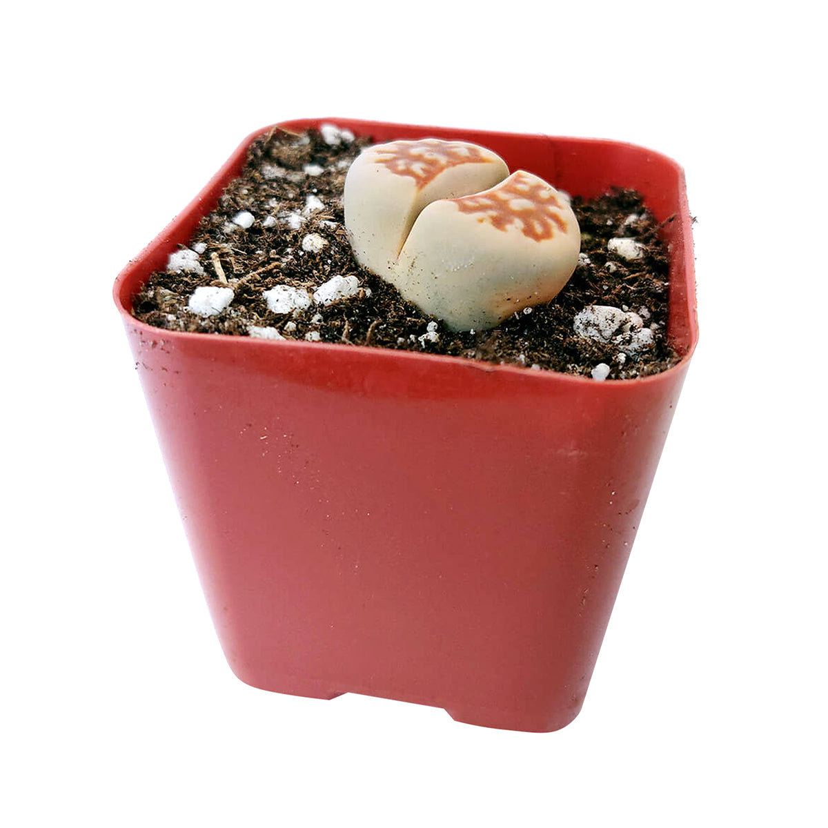 Lithops for sale, Rare succulents, succulent care guide, indoor succulents, Succulents, succulent plant, cactus, succulent care, Succulents shop near me, Lithop in California, How to grow Lithop, rare succulents, rare succulents for sale, unique succulents, buy succulents online, rare succulent, succulent shop, unusual succulents, succulent store, succulents online, indoor succulents.
