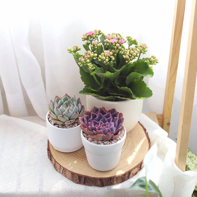 buy kalanchoe blossfeldiana 'calandiva pink' live succulent 6" pot online, abundant clusters of double pink rosette-like flowers, thick glossy scallop-edged foliage, vigorous upright spreading form, bright indirect light thriving succulent, bold colo