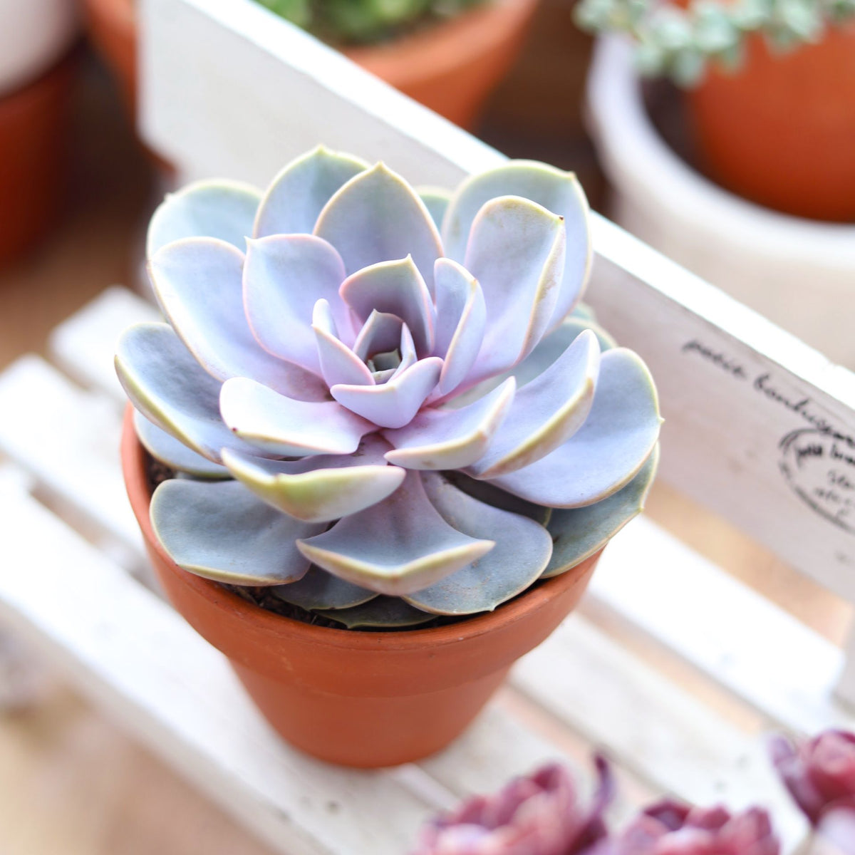 buy echeveria perle von nurnberg live succulent 2 inch online, dusty mauve-pink rosette with lavender-tinted fleshy leaves, compact tight growth form reaching 3 inches wide, thrives in direct sun with low-light tolerance, needs regular rotating for even development, perfect bright windowsill accent, unique succulent gift idea