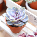 Buy Echeveria Perle Von Nurnberg 2 inch online. Echeveria Perle Von Nurnberg is a stunning succulent with soft lavender-gray leaves arranged in a graceful rosette. It thrives in bright light and well-draining soil with minimal watering. This elegant, low-maintenance plant is perfect for succulent collections, windowsills, and indoor décor.
